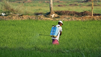 Budget 2026: What's In It For Farmers? Coconut, Cocoa, Cashew, Sandalwood Missions; Boost For Fisheries