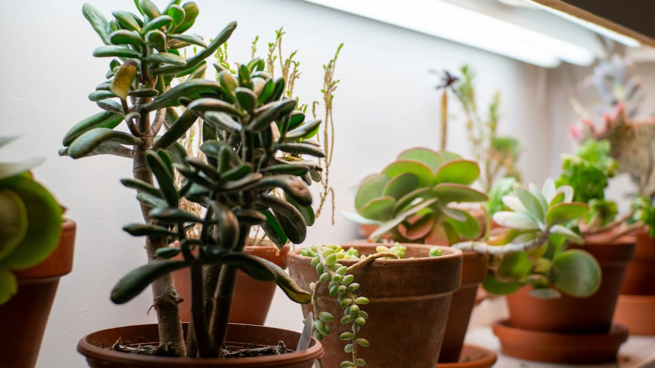 Explore 10 easy and effective tips to choose the right plant and planter combo Explore 10 easy and effective tips to choose the right plant and planter combo