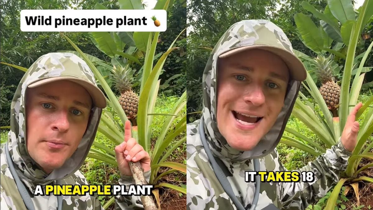 Viral Video: Vlogger Reveals How Long It Takes For A Pineapple To Grow