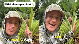 Viral Video: Vlogger Reveals How Long It Takes For A Pineapple To Grow