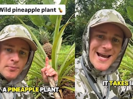 Viral Video: Vlogger Reveals How Long It Takes For A Pineapple To Grow