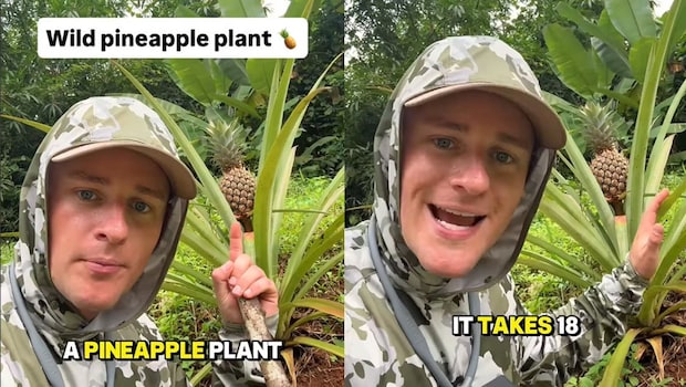 Viral Video: Vlogger Reveals How Long It Takes For A Pineapple To Grow