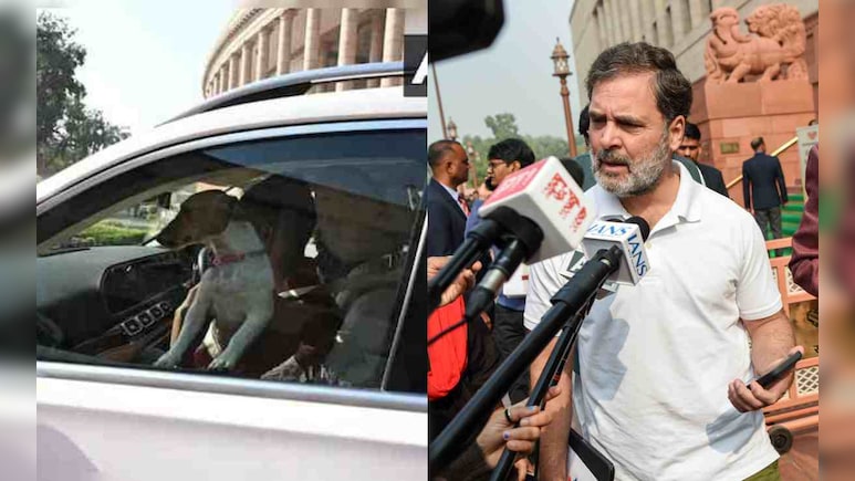 बेचारे कुत्ते ने क्या किया... संसद में कुत्ता लाए जाने पर हुए विवाद पर राहुल गांधी की प्रतिक्रिया