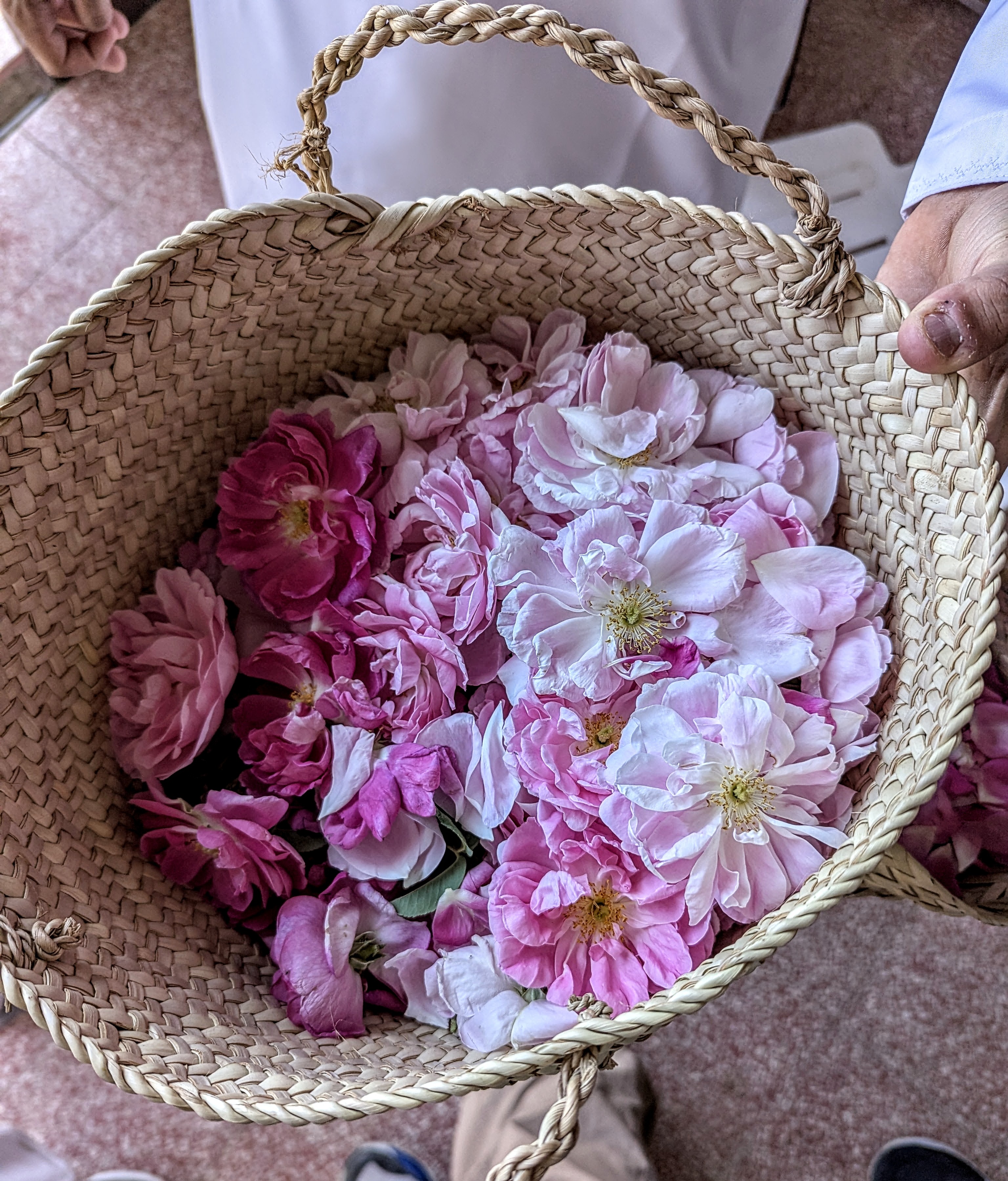 Damask roses. Photo: Author Damask roses. Photo: Author