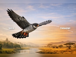 महज 6 दिन में नाप दिया 6100 KM आसमान... छोटे अमूर बाज की भारत से जिम्बाब्वे तक की हैरतंगेज उड़ान