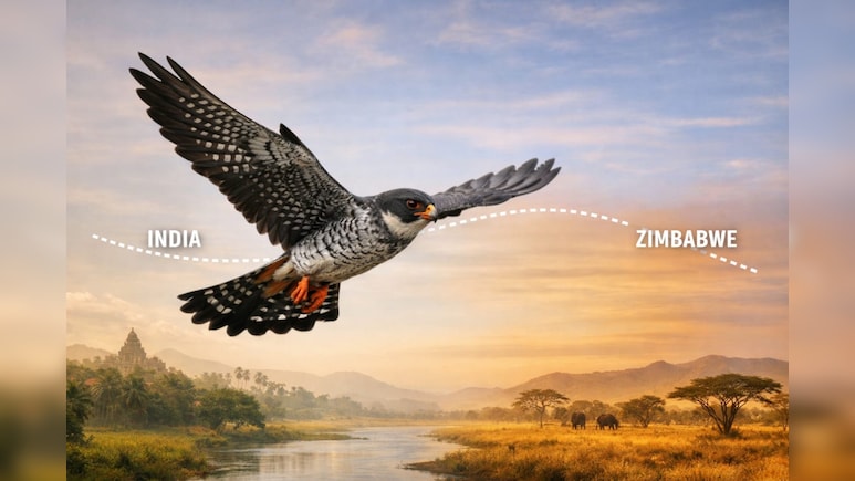 महज 6 दिन में नाप दिया 6100 KM आसमान... छोटे अमूर बाज की भारत से जिम्बाब्वे तक की हैरतंगेज उड़ान