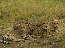 कूनो नेशनल पार्क से बुरी खबर: चीता वीरा के शावक की मौत, जंगल में छोड़ने के 24 घंटे में क्‍यों टूटा दम?