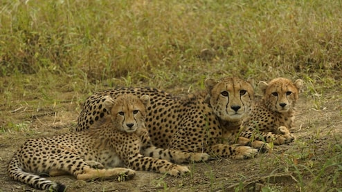 कूनो नेशनल पार्क से बुरी खबर: चीता वीरा के शावक की मौत, जंगल में छोड़ने के 24 घंटे में क्&zwj;यों टूटा दम?