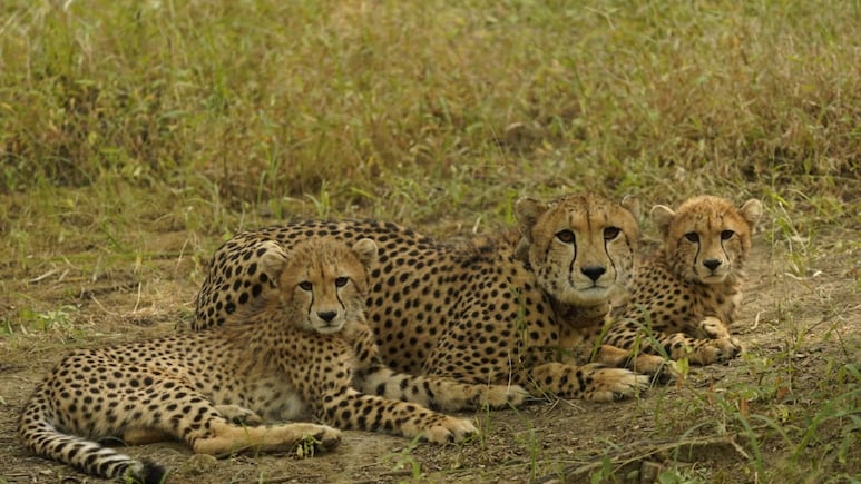 कूनो नेशनल पार्क से बुरी खबर: चीता वीरा के शावक की मौत, जंगल में छोड़ने के 24 घंटे में क्‍यों टूटा दम?