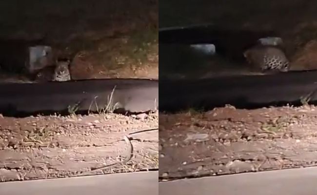 Leopard Sightings Near Pune Airport Prompt Increased Wildlife Management Efforts