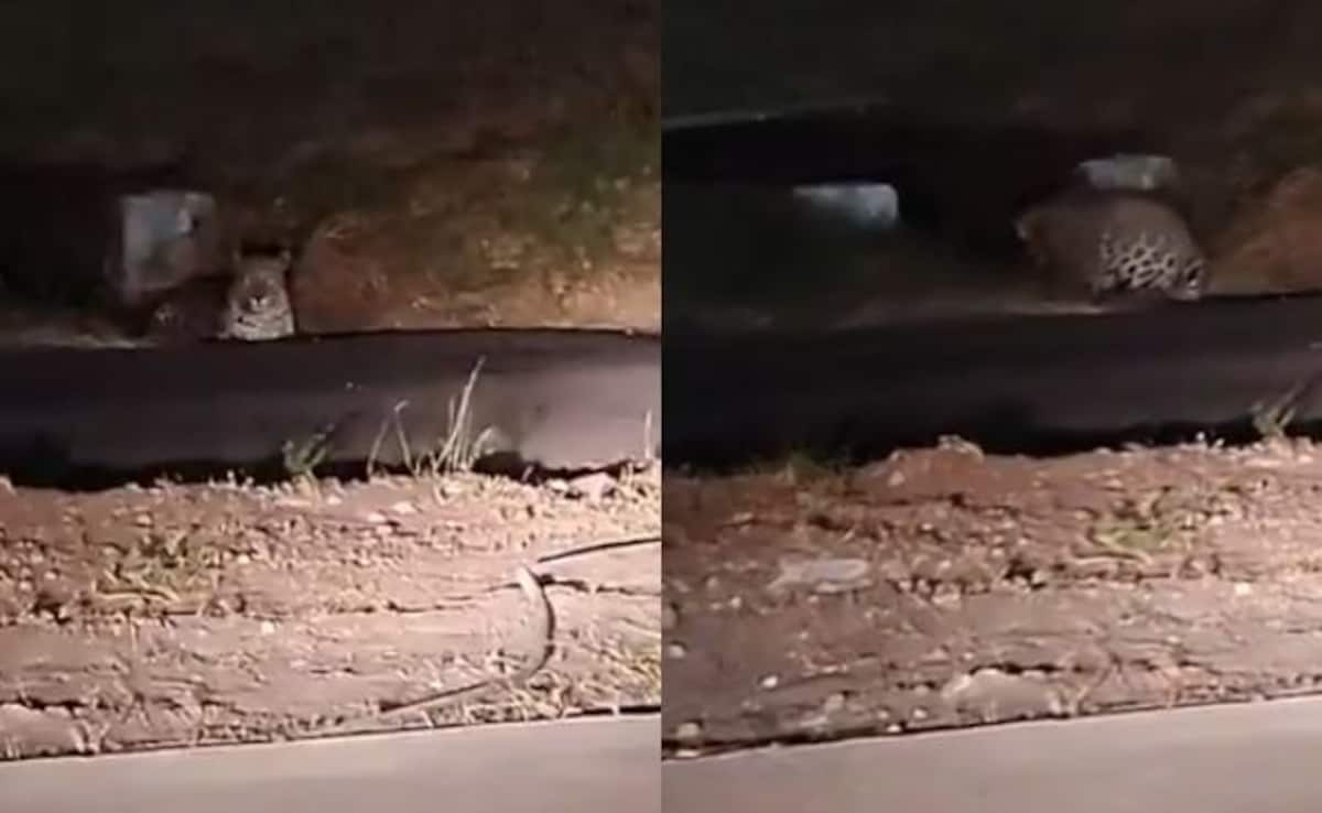 The Art of Baking: From Classic Bread to Artisan Pastries