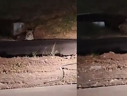 Video: Leopard Spotted Near Pune Airport, Officials Increase Surveillance