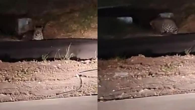 Video: Leopard Spotted Near Pune Airport, Officials Increase Surveillance