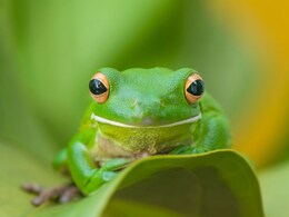 Japani Tree Frog: बेडूक वाचवणार माणसाचा जीव, एका डोसमध्ये कॅन्सरचा नायनाट