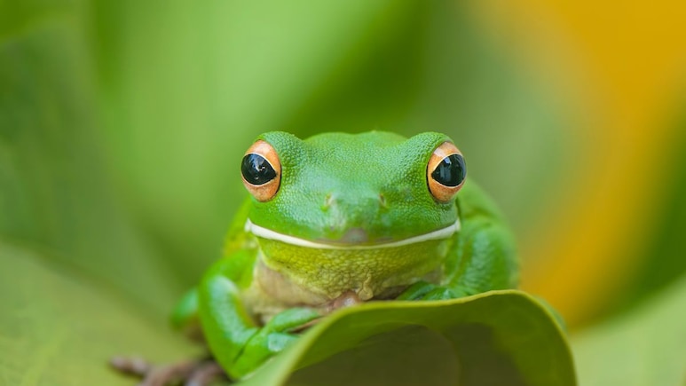 Japani Tree Frog: बेडूक वाचवणार माणसाचा जीव, एका डोसमध्ये कॅन्सरचा नायनाट