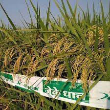 JK Agri Genetics Posts Net Loss Of Rs 8.73 Crore In March Quarter