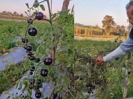 Success Story: बैतूल में कमाल का किसान ! सोने से भी डबल महंगा बीज लेकर उगा दिया 'ब्लैक टमाटर'