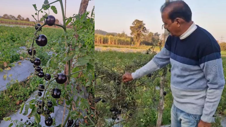 Success Story: बैतूल में कमाल का किसान ! सोने से भी डबल महंगा बीज लेकर उगा दिया 'ब्लैक टमाटर'