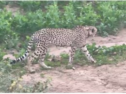 राजस्थान: रामगढ़ क्रेटर में अफ्रीकन चीता KP-2 की वापसी, बारां का जंगल बना पसंदीदा ठिकाना