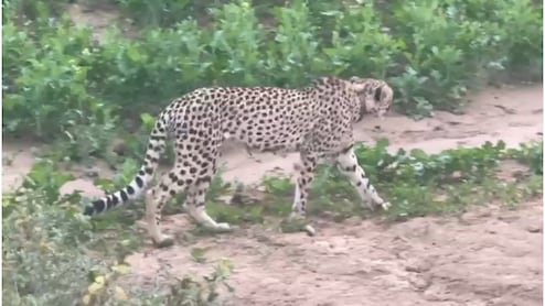 राजस्थान: रामगढ़ क्रेटर में अफ्रीकन चीता KP-2 की वापसी, बारां का जंगल बना पसंदीदा ठिकाना