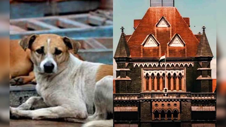 क्या कोई कहीं भी खिला सकता है कुत्तों को खाना? बॉम्बे हाई कोर्ट ने दिया यह फैसला