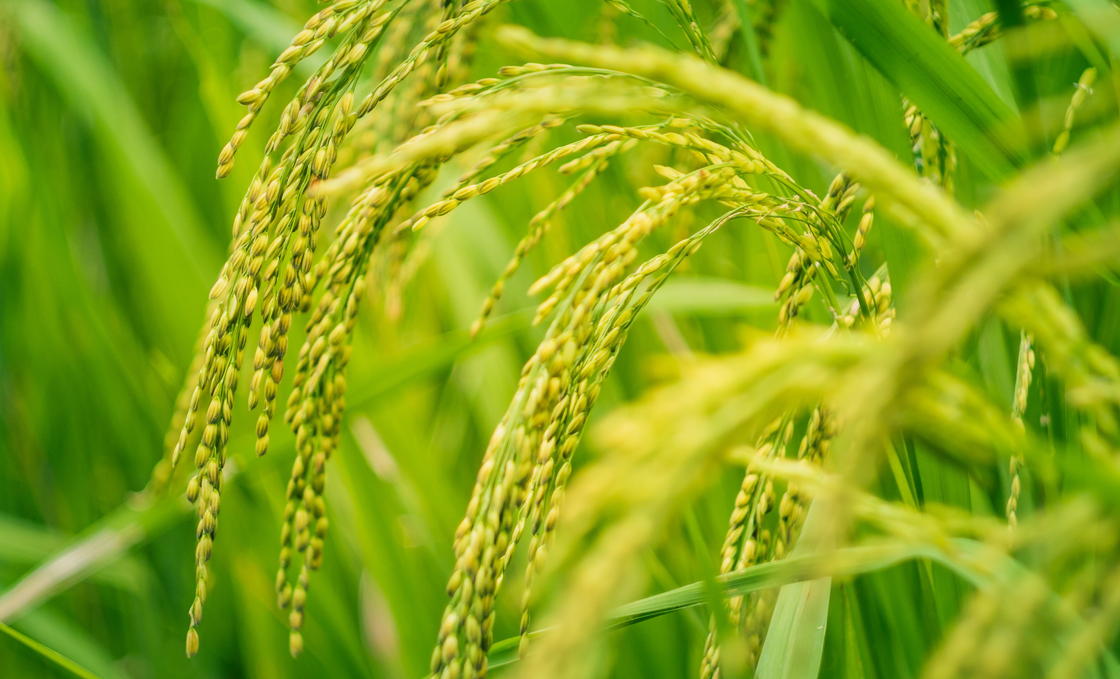 Paddy Acreage Rises 4% This Kharif Season On Better Monsoon