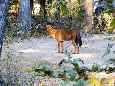 खिवनी के जंगलों में 25 साल बाद लौटा खतरनाक 'सोन कुत्ता', शिकारी को जिंदा ही खाना कर देते हैं शुरू