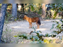 खिवनी के जंगलों में 25 साल बाद लौटा खतरनाक 'सोन कुत्ता', शिकारी को जिंदा ही खाना कर देते हैं शुरू