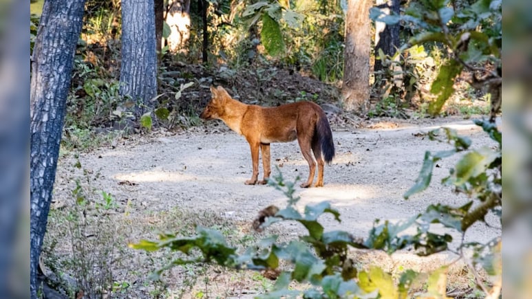 खिवनी के जंगलों में 25 साल बाद लौटा खतरनाक 'सोन कुत्ता', शिकारी को जिंदा ही खाना कर देते हैं शुरू