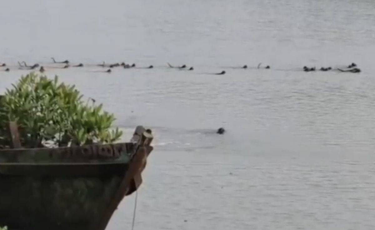 Watch: Group Of Monkeys In Odisha Risk Lives To Save Companion From Crocodile