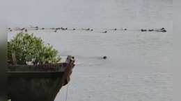 Watch: Group Of Monkeys In Odisha Risk Lives To Save Companion From Crocodile