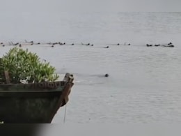 Watch: Group Of Monkeys In Odisha Risk Lives To Save Companion From Crocodile