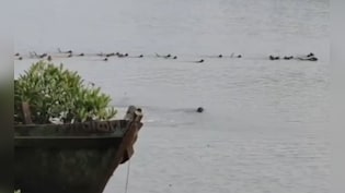 Watch: Group Of Monkeys In Odisha Risk Lives To Save Companion From Crocodile