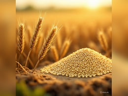 क्या हम रोजाना जौ का आटा खा सकते हैं? जौ की तासीर ठंडी होती है या गर्म?