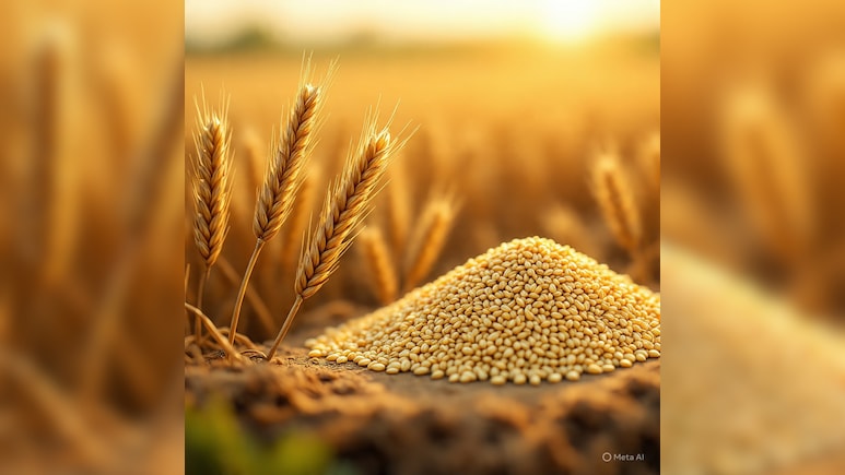 क्या हम रोजाना जौ का आटा खा सकते हैं? जौ की तासीर ठंडी होती है या गर्म?