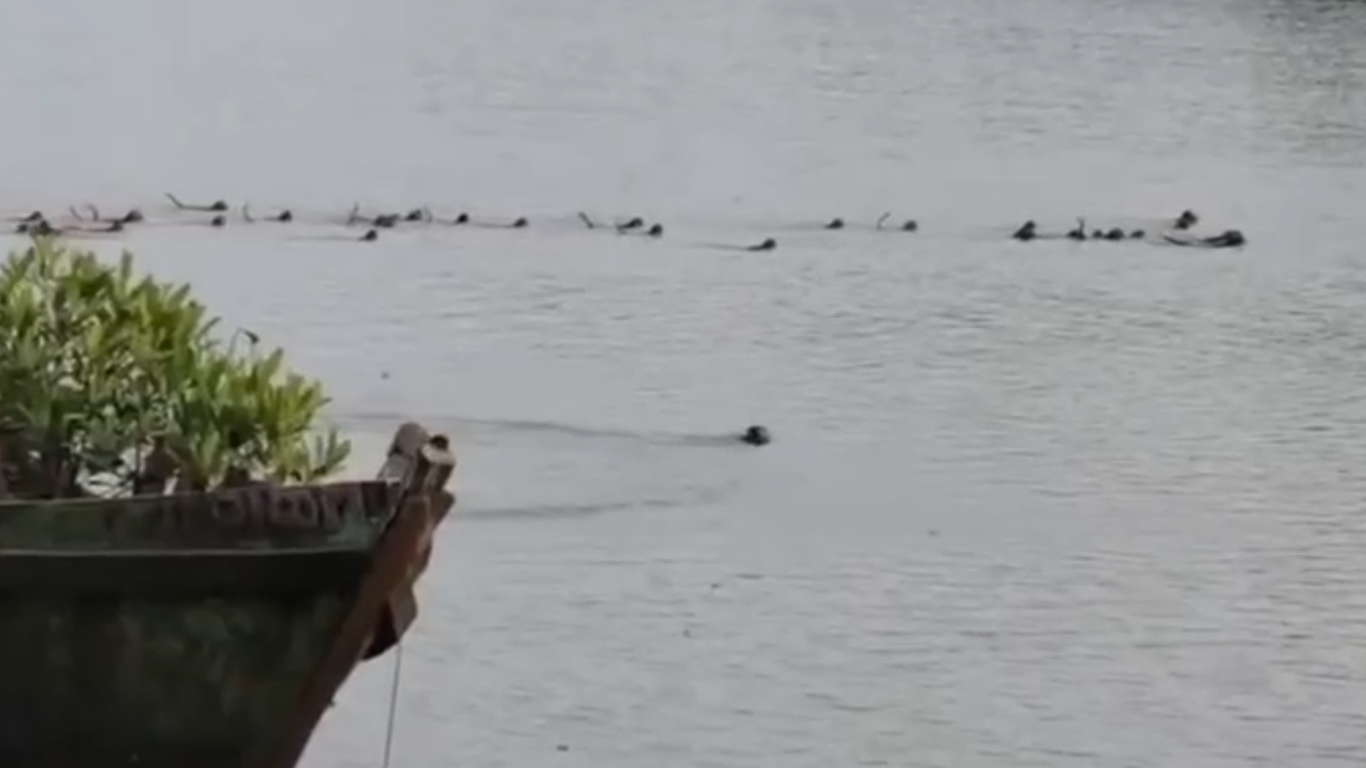 Watch: Monkeys' Heroic Attempt To Save Companion From Crocodile In Odisha
