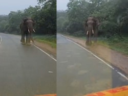 Video: Elephant Charges At Ambulance Carrying Injured Worker In Kerala