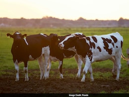 New World Screwworm Fly Threatens Texas Cattle Industry With Flesh Eating Larvae Infestation