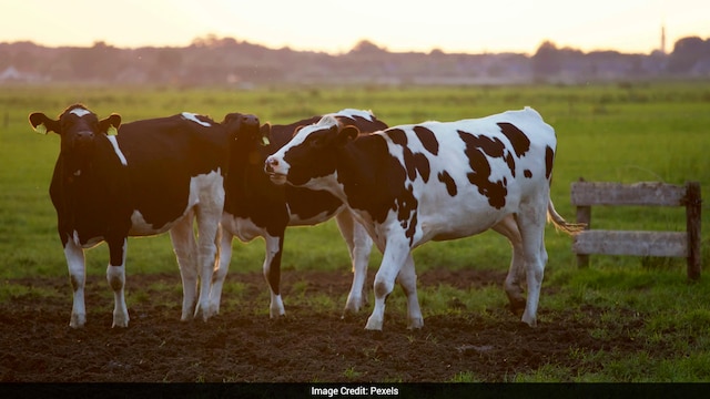 New World Screwworm Fly Threatens Texas Cattle Industry With Flesh Eating Larvae Infestation