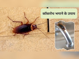 एक गिलास पानी में ये काली चीज मिला लें, घर के कोनो-कोनो से डरकर भाग जाएंगे कॉकरोच