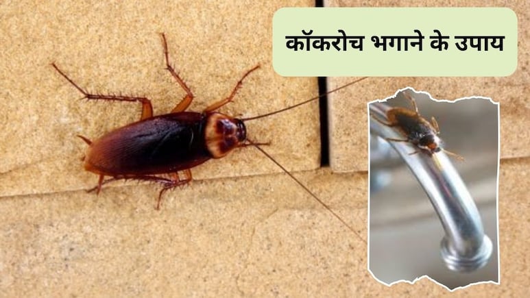 एक गिलास पानी में ये काली चीज मिला लें, घर के कोनो-कोनो से डरकर भाग जाएंगे कॉकरोच