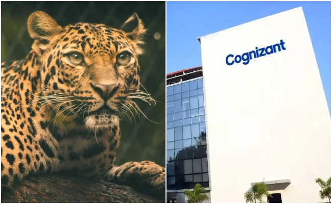 'तेंदुआ देख भागना मना है!' पुणे IT हब में दहशत, Cognizant ने कर्मचारियों के लिए बदले रात के नियम