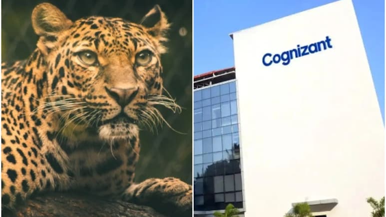 'तेंदुआ देख भागना मना है!' पुणे IT हब में दहशत, Cognizant ने कर्मचारियों के लिए बदले रात के नियम