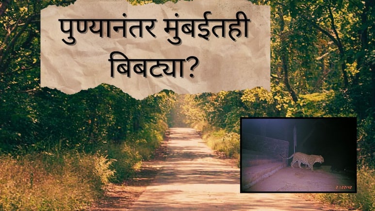 Mumbai News : पुण्यानंतर मुंबईतही बिबट्या? प्रसिद्ध उद्यानाच्या सीमाभागात वनविभागाच्या अधिकाऱ्यांकडून गस्त 