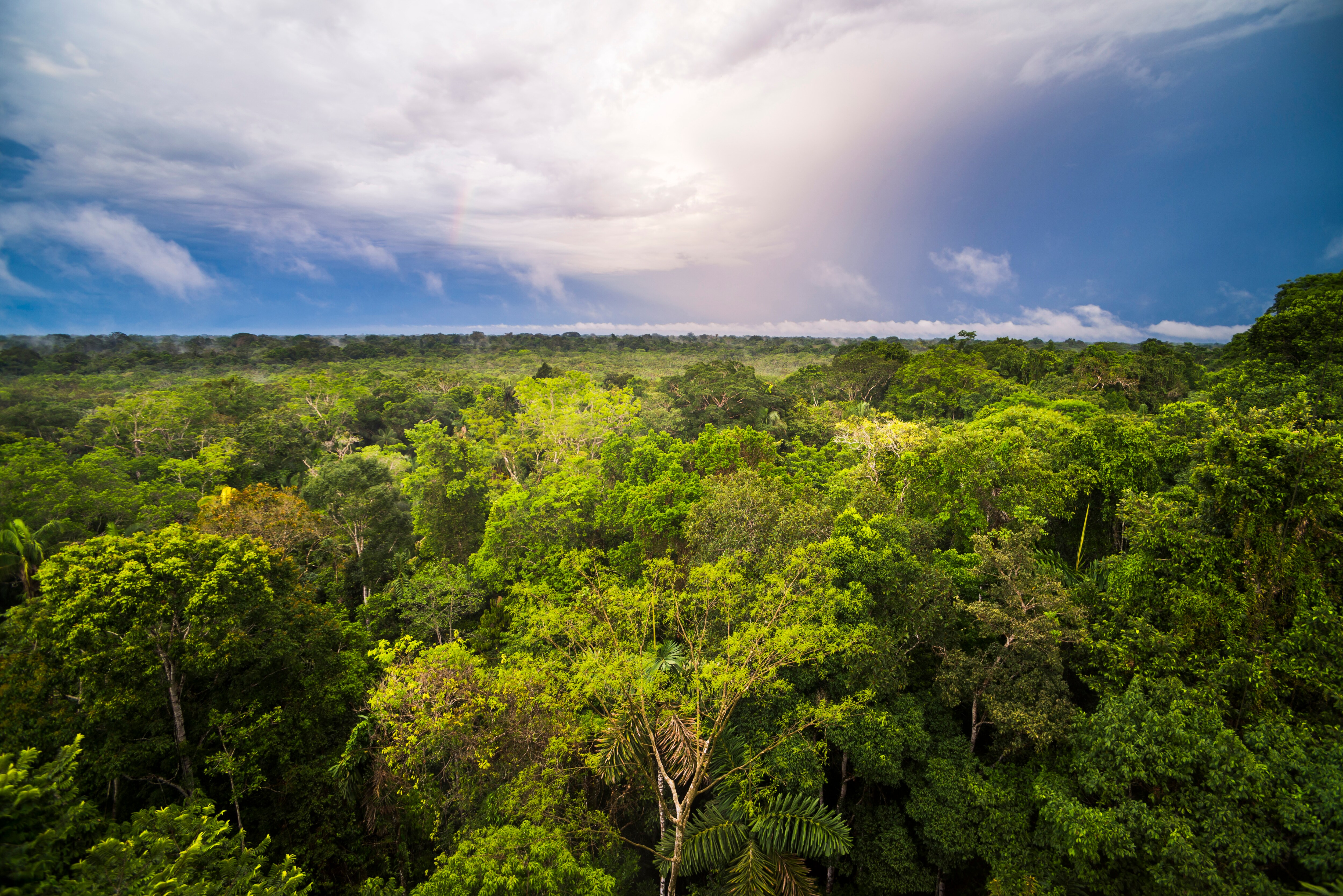 Climate Change May Reduce Amazon Forest's Methane Absorption By 70%: Study