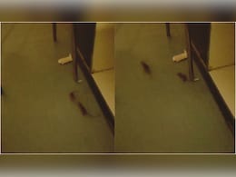 SNCU में भर्ती 40 नवजातों की जान खतरे में! चूहों के आतंक का Video वायरल होते ही मचा हड़कंप