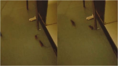 SNCU में भर्ती 40 नवजातों की जान खतरे में! चूहों के आतंक का Video वायरल होते ही मचा हड़कंप