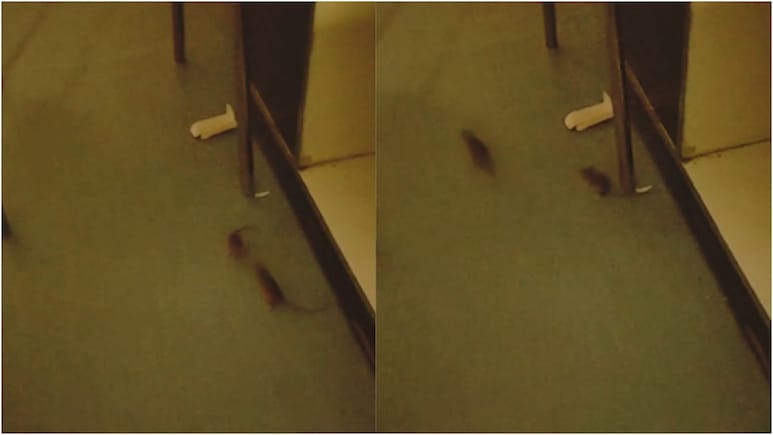 SNCU में भर्ती 40 नवजातों की जान खतरे में! चूहों के आतंक का Video वायरल होते ही मचा हड़कंप