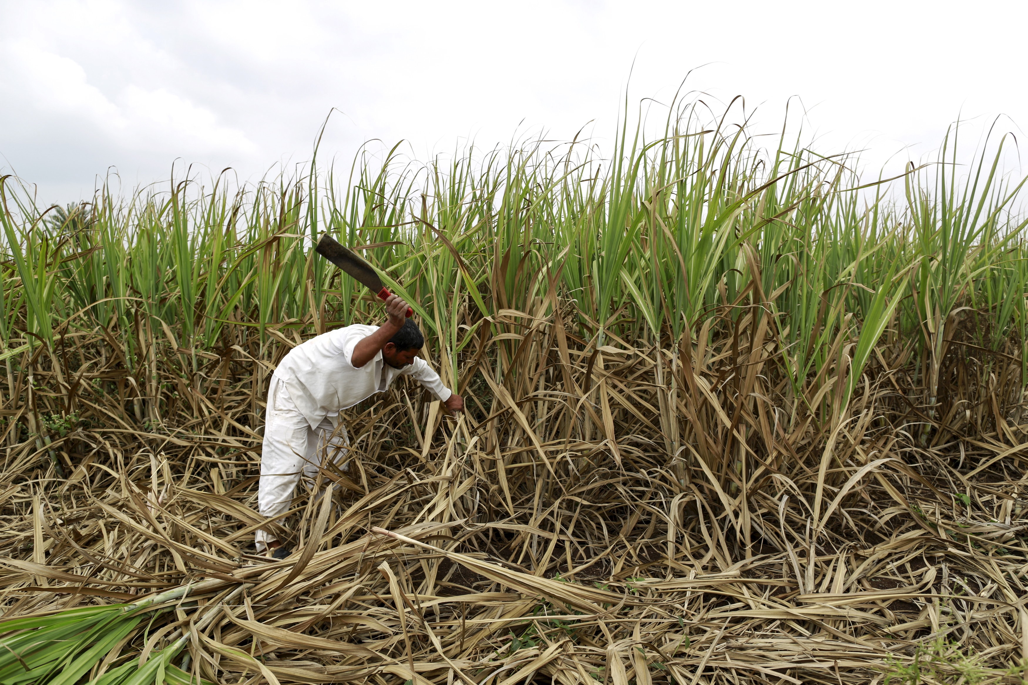 Agritech Firm Cropin To Raise $50-70 Million By Mid-2023