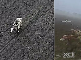 Video: Ukrainian Drone 'Locks In' On Russian Soldier On Horse, Blast Follows